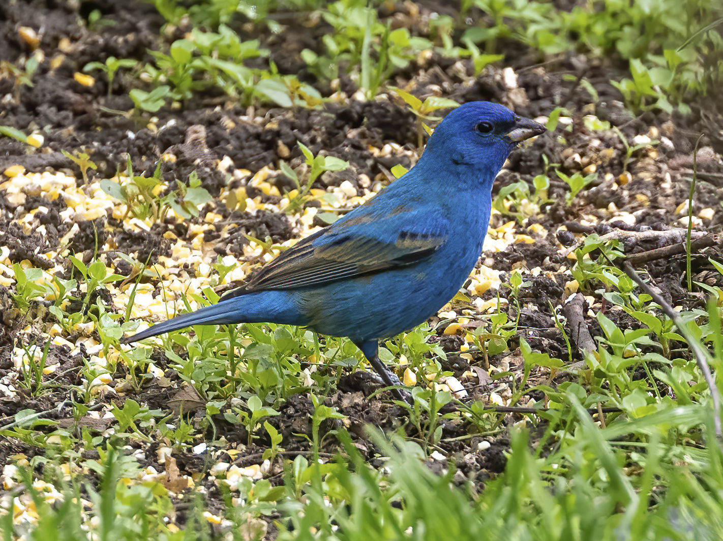 Indigo Bunting